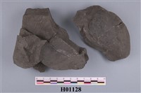 藏品(斧足類)的圖片